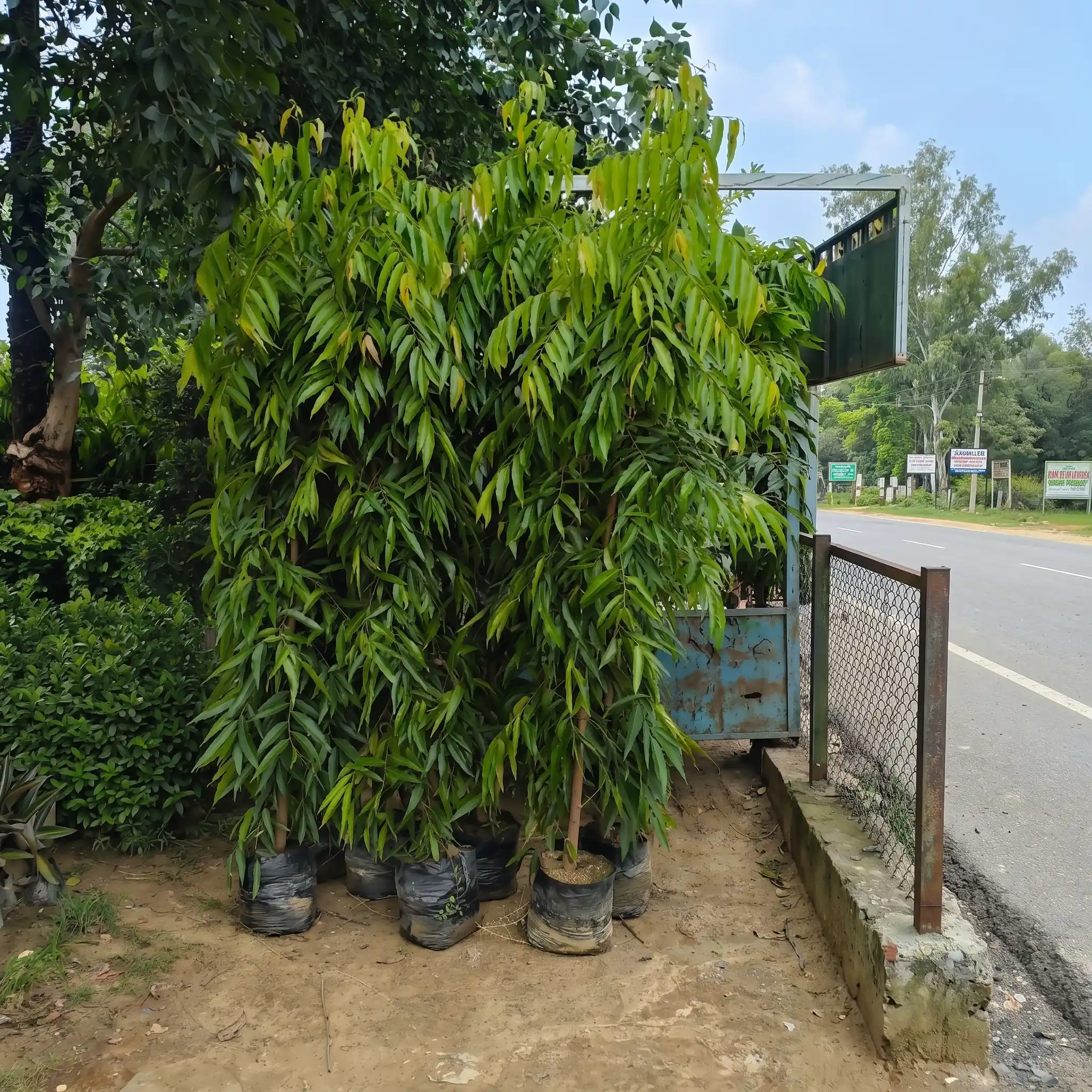 Ashoka tree (Saraca Asoca)