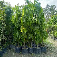Ashoka tree (Saraca Asoca)
