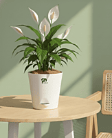 Peace Lily in 5 Inch Self-Watering Pot