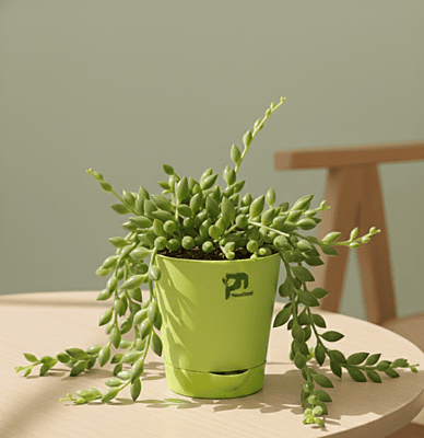 String of Bananas - succulent in 4 inch grow pot