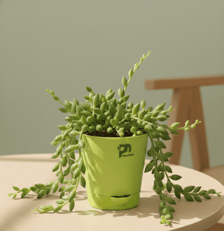 String of Bananas - succulent in 4 inch grow pot