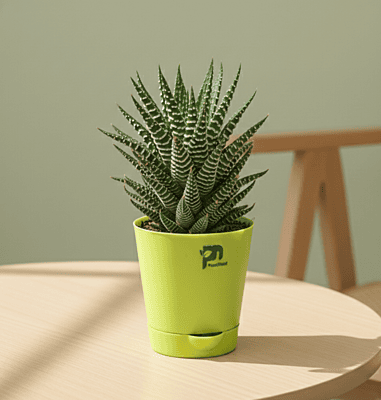 Haworthia (Zebra Plant) - Haworthiopsis fasciata succulent in 4 inch grow pot