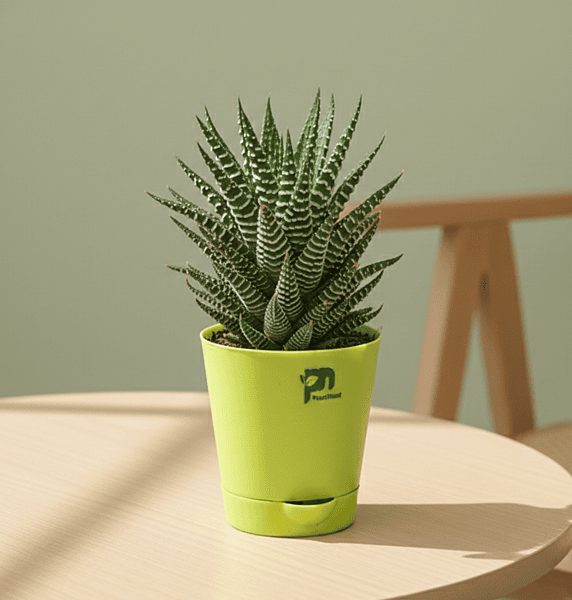 Haworthia (Zebra Plant) - Haworthiopsis fasciata succulent in 4 inch grow pot