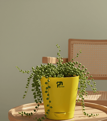 Green Matar (String of Peas)in 4" grow pot