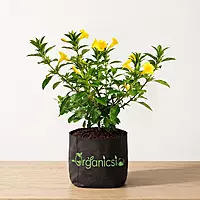 Vajradanti Plant (Barleria Prionitis)