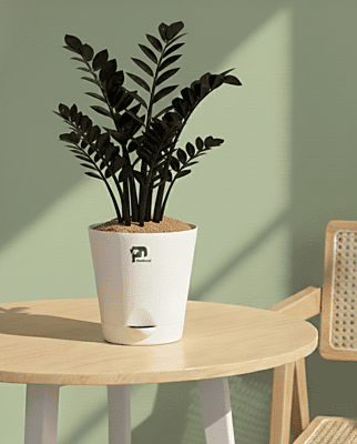 ZZ Plant Black in 5 Inch Self-Watering Pot