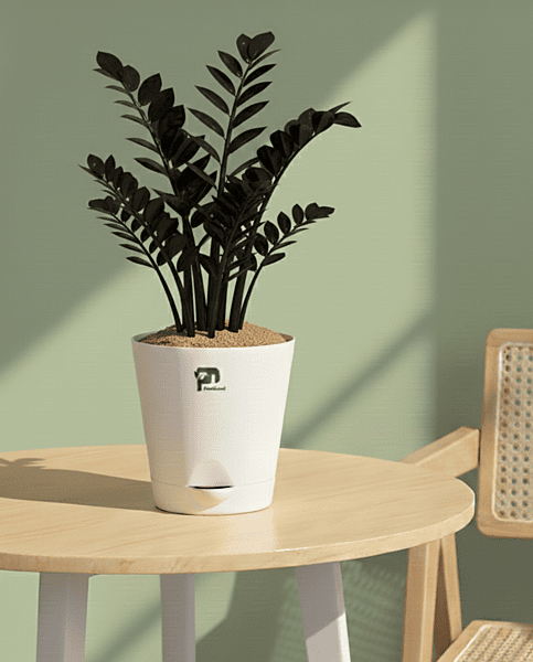 ZZ Plant Black in 5 Inch Self-Watering Pot