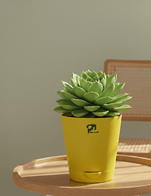 Pansy Echeveria in 4 inch grow pot