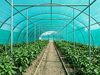 Agriculture Shade Green Net(3x50m)