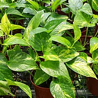 Money Plant (Epipremnum aureum)