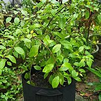Gurmar Plant (Gymnema Sylvestre)