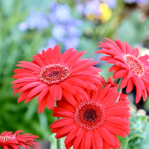 Gerberas