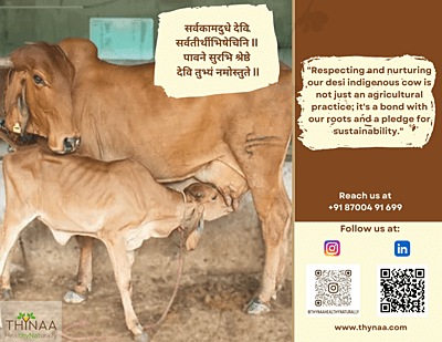 Bilona Desi Ghee (Sahiwal Cow)