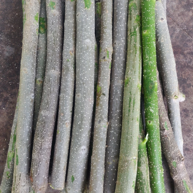 Glyricidia Cuttings 10 numbers