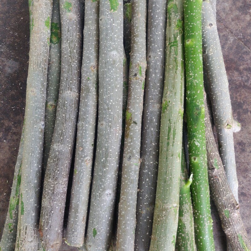 Glyricidia Cuttings 10 numbers