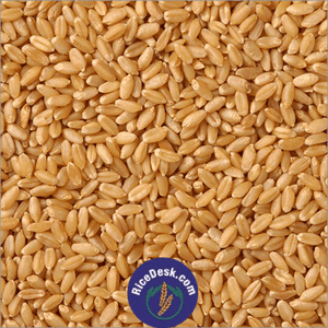 Wheat (Sharbati) | Godhumalu Wheat (Sharbati) | Godhumalu