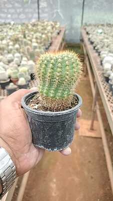 Golden Ball Cactus
