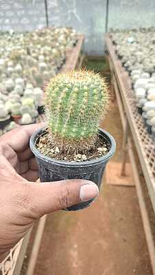 Golden Ball Cactus