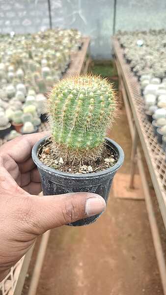 Golden Ball Cactus