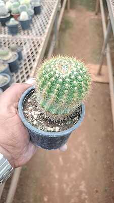 Golden Ball Cactus