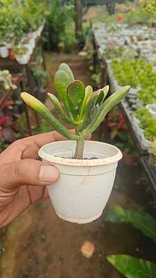 Gollum Jade Gollum Jade