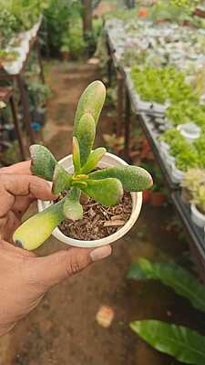 Gollum Jade Gollum Jade