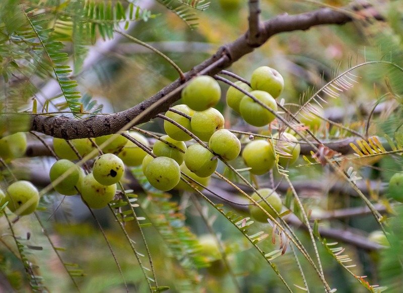 Tiny green powerhouses- Gooseberries