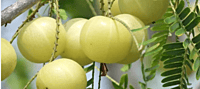 Gooseberry (Long) – Tangy, Juicy & Packed with Goodness