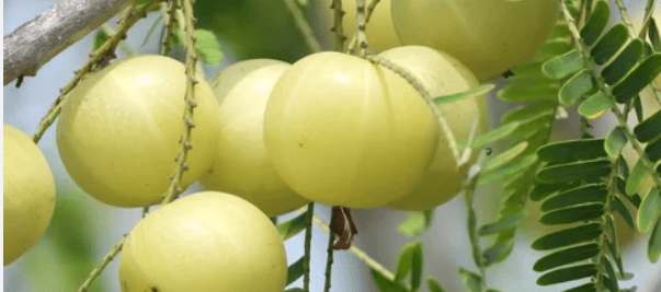 Gooseberry (Long) – Tangy, Juicy & Packed with Goodness