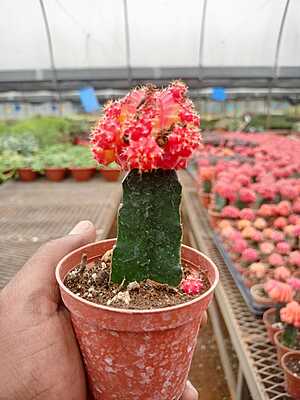 Grafted Cactus Grafted Cactus