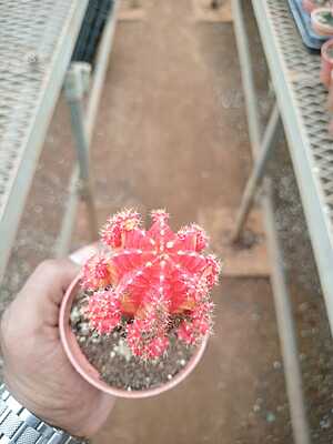 Grafted Cactus Grafted Cactus