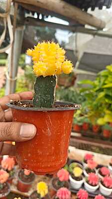 Grafted Cactus Grafted Cactus