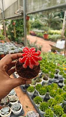 Grafted Cactus Grafted Cactus