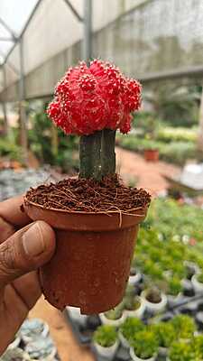 Grafted Cactus Grafted Cactus