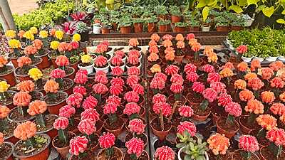 Grafted Cactus Grafted Cactus