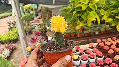 Grafted Cactus Grafted Cactus