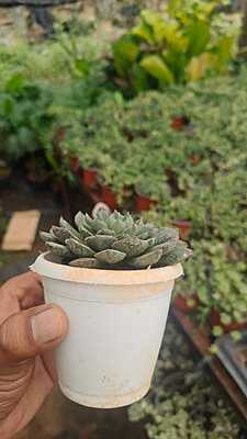 Graptoveria
