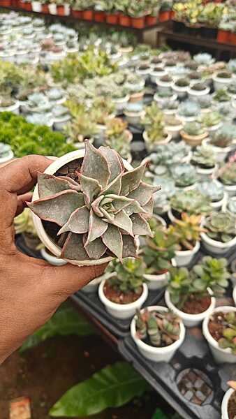 Graptoveria Debbie