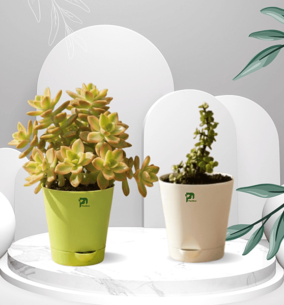 Succulent Combo - Jade Plant and Kiwi Veriegated