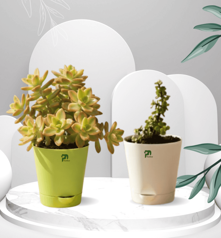 Succulent Combo - Jade Plant and Kiwi Veriegated