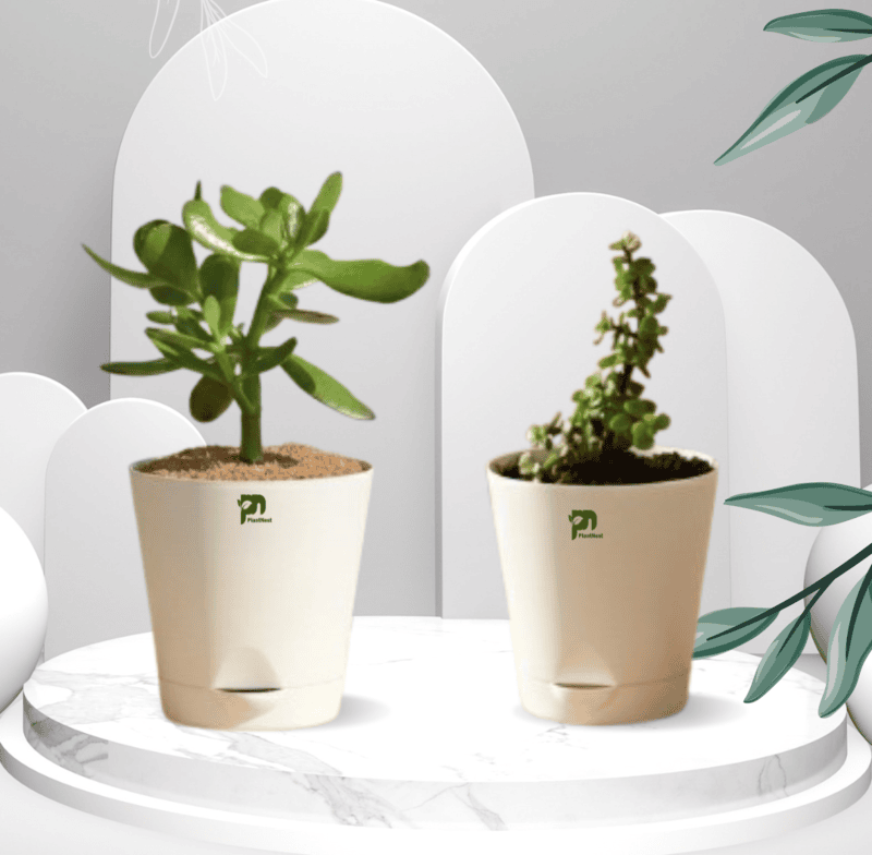 Lucky Plant Combo - Crashula and Jade Plant