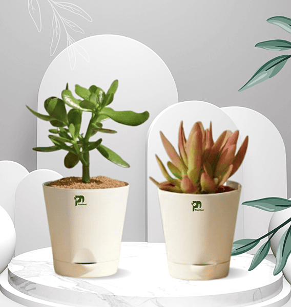 Succulent Combo - Crashula and Campfire