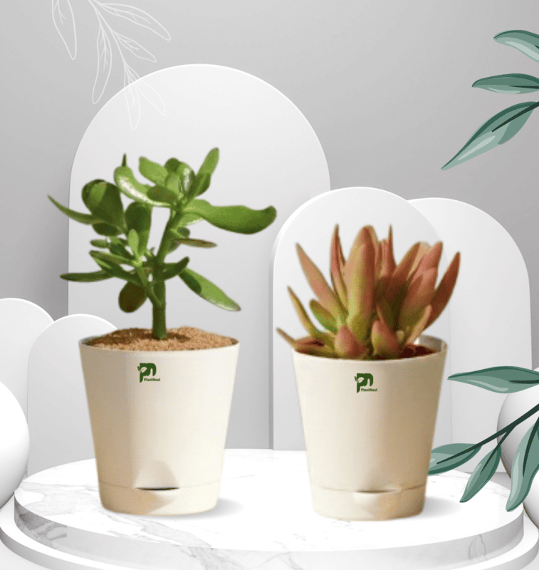 Succulent Combo - Crashula and Campfire