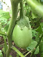Brinjal వంకాయ