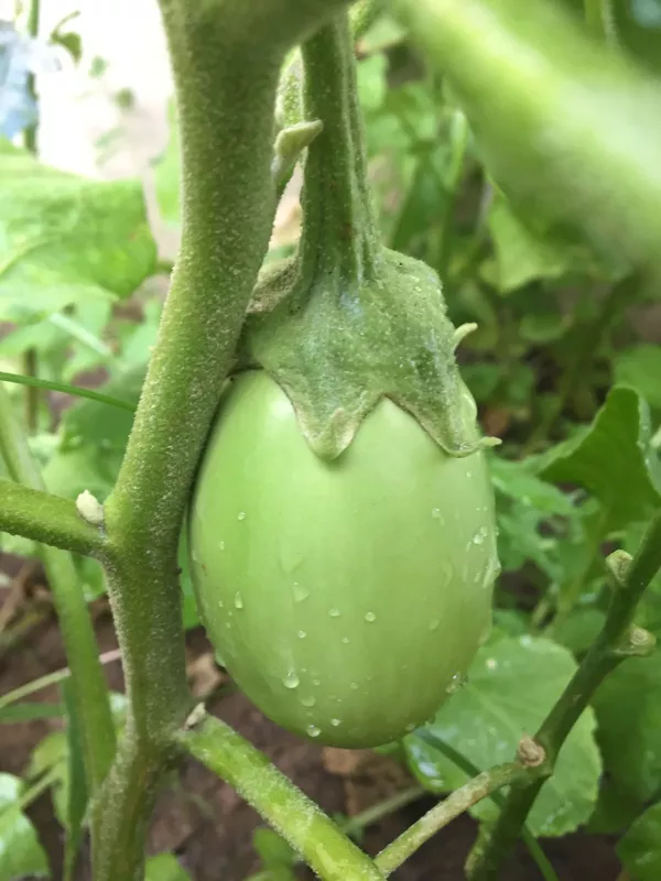 Brinjal వంకాయ