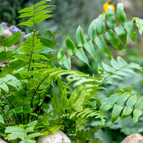 Green Fern