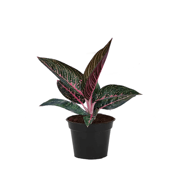 Aglaonema Green Legacy