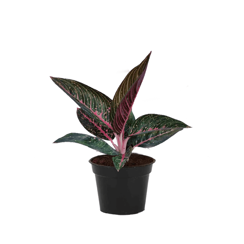 Aglaonema Green Legacy
