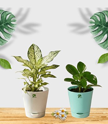 Combo - Aglaonema Snow White and Pepromia