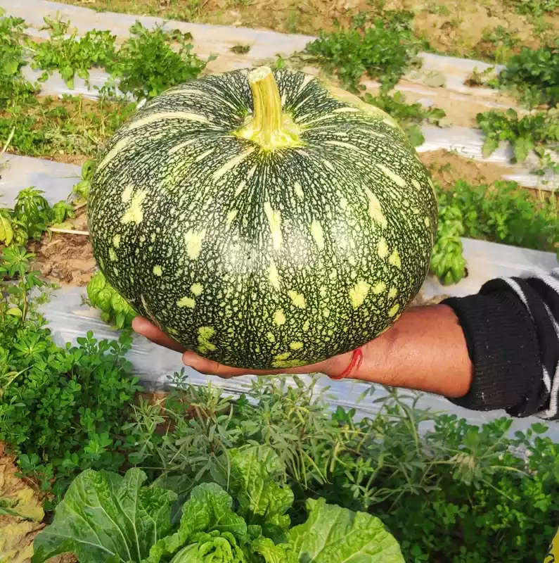 Green Pumpkin (Petha) 1-1.8 Kgs